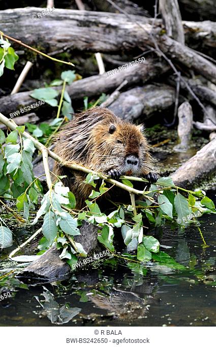 coypu, nutria Myocastor coypus, gnawing on a fresh twig at the shore of a brook, Germany