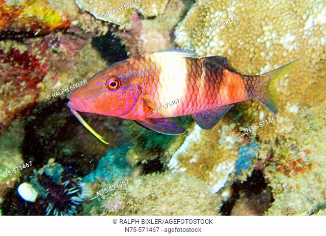 Red Goatfish, (Parupeneus multifasciatus), taken in Whaler's cove in Kauai, Hawaii