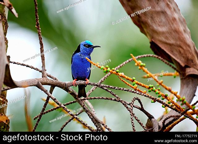 Red-legged honeycreeper (Cyanerpes cyaneus), Maquenque Eco Lodge, Costa Rica, Central America|