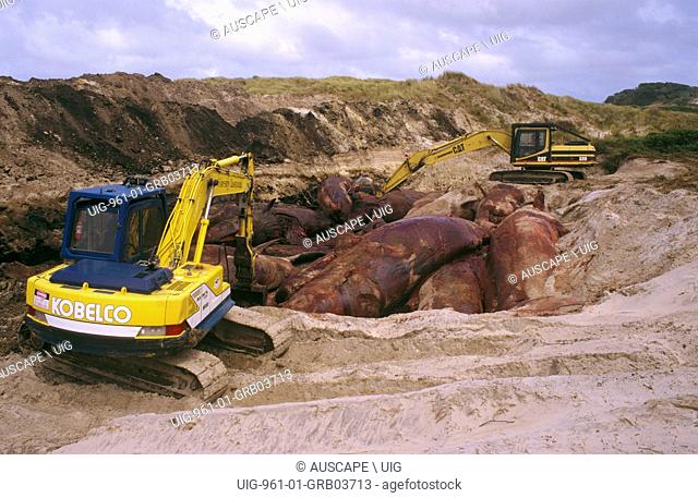 Pit grave of stranded Sperm whales, Physeter macrocephalus, Sixty-two whales died, February 1988, Near Strahan, west coast Tasmania, Australia