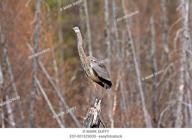 Great Blue Heron perched on tree stump
