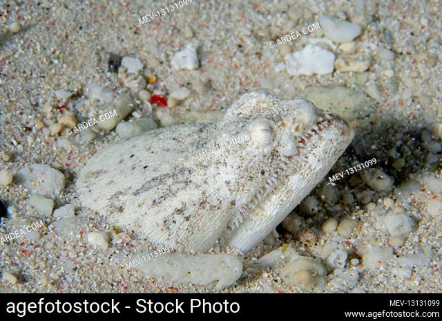 Crocodile Snake Eel buried in sand - Sampiri 2 dive site, Bangka Island, north Sulawesi, Indonesia, Pacific Ocean