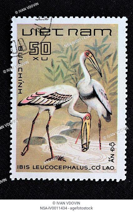 Painted Stork ibis leucocephalus, postage stamp, Vietnam