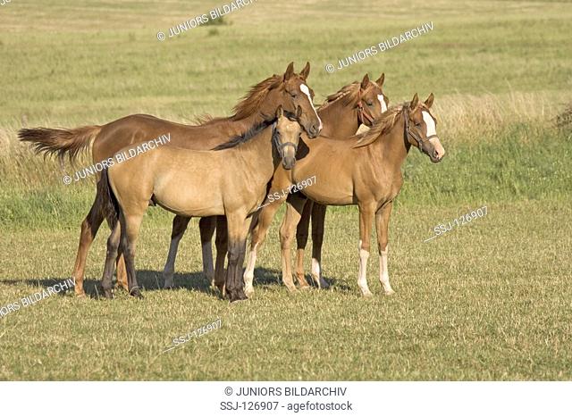Oldenburg - stallions standing on meadow