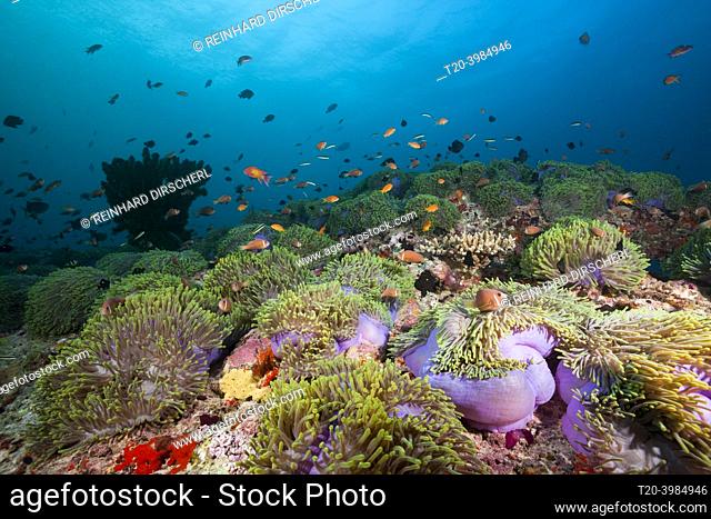 Maldives Anemonefishes, Amphiprion nigripes, North Ari Atoll, Indian Ocean, Maldives