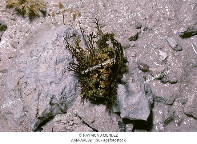 Resurrection Plant, Dry (Selaginella lepidophylla) Chihuahan Desert