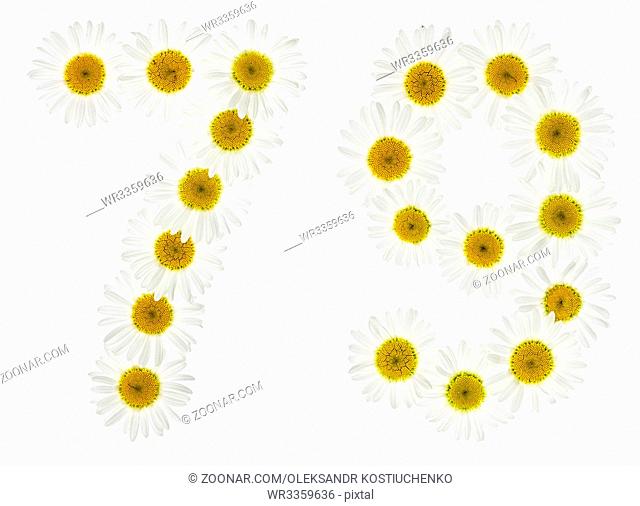 Arabic numeral 79, seventy nine, from white flowers of chamomile, isolated on white background