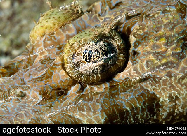 Indonesia, Bali, Crocodile flathead (Cymbacephalus beauforti) eye detail