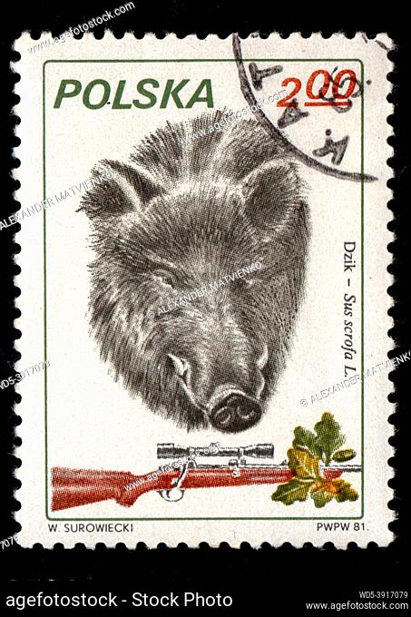 Poland - CIRCA 1984: Stamp printed in Poland showing wild boar. Postal stamp about wild boar. Wild sow imaged on postal stamp