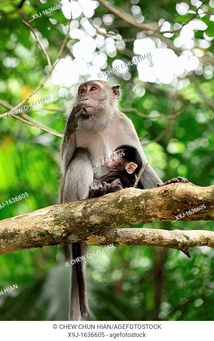 Long-Tailed Macaque Monkey Macaca fascidularis Sitting in Tree Bako National Park