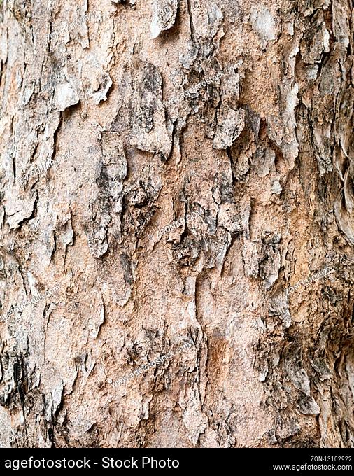 Close up of bark as background
