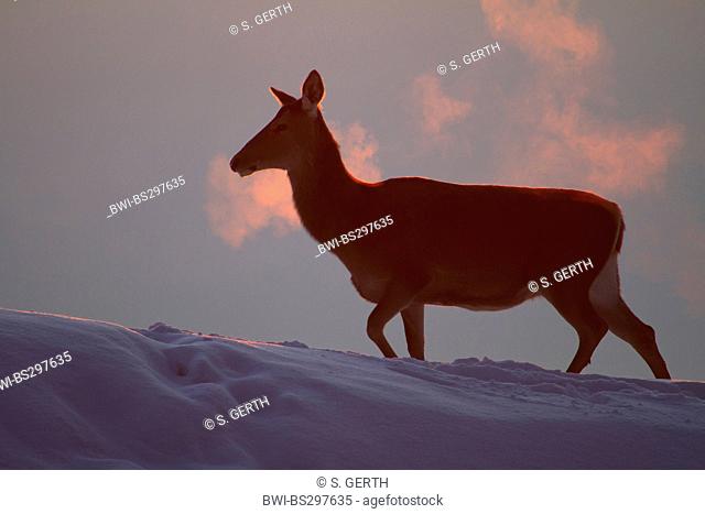 red deer (Cervus elaphus), hind walking up a snow-covered slope at sunset, Austria, Vorarlberg
