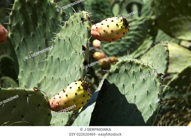 Opuntia cactus with fruit