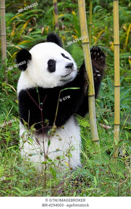 Giant Panda (Ailuropoda melanoleuca), two years, China Conservation and Research Centre for the Giant Panda, Chengdu, Sichuan, China