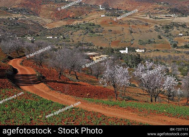 Almond blossom and red earth in the Rif Mountains of Northern Morocco, Northern Morocco, Morocco, Africa