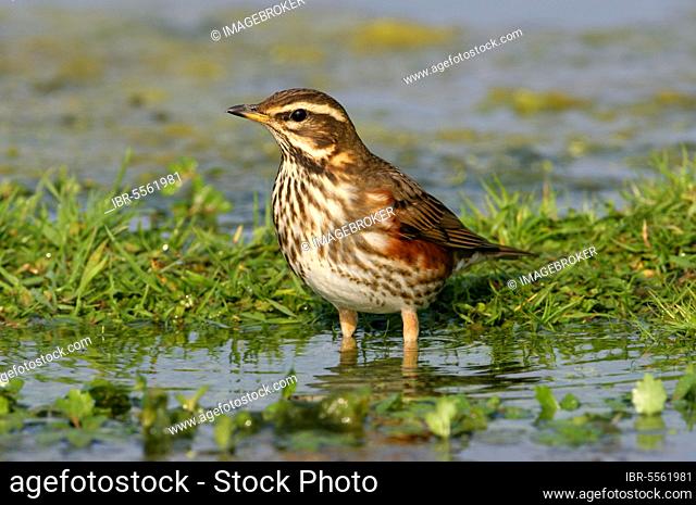 Redwing (Turdus iliacus) Adult standing in shallow water, Norfolk, England, United Kingdom, Europe