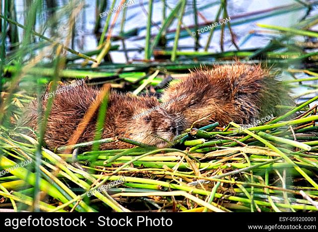 Two young muskrats sleep on reed mounds in the summer