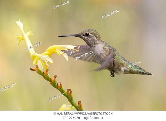 Anna's Hummingbird flys to feed on a flower.(Calypte anna).Irvine, California