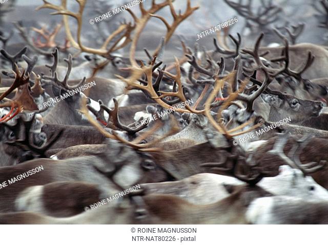 Rounding up and sorting out of reindeer herds, Sweden
