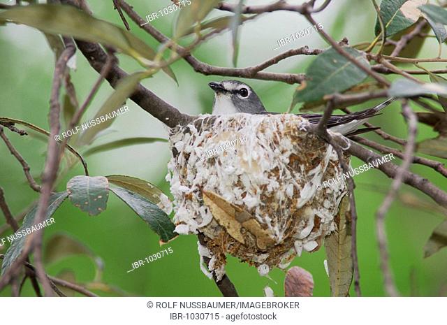 Plumbeous Vireo (Vireo plumbeus), adult on nest incubating, Madera Canyon, Tucson, Arizona, USA