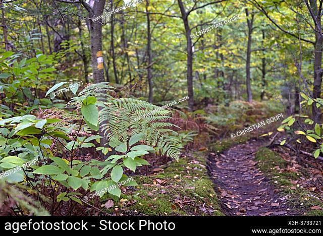Small path between chestnut, pine and ferns in autumn, Forest of Rambouillet, Haute Vallee de Chevreuse Regional Natural Park, Yvelines department
