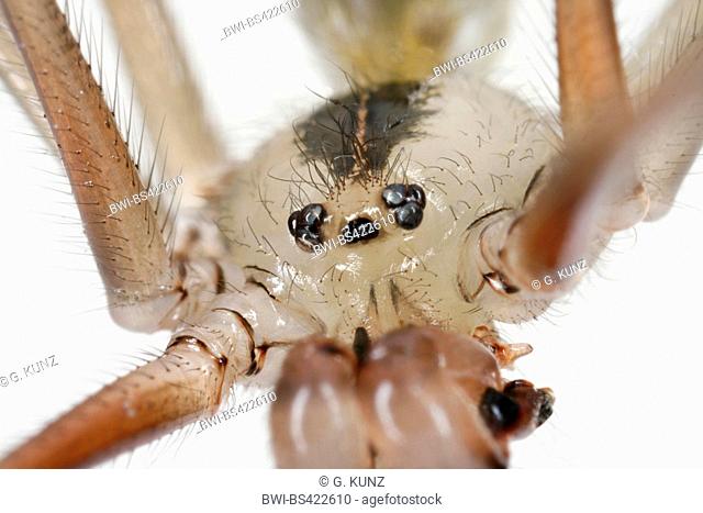 Long-bodied cellar spider, Longbodied cellar spider (Pholcus phalangioides), male, Austria