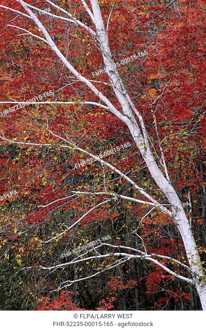 Paper Birch Betula papyrifera Autumn colours - Michigan, U S A