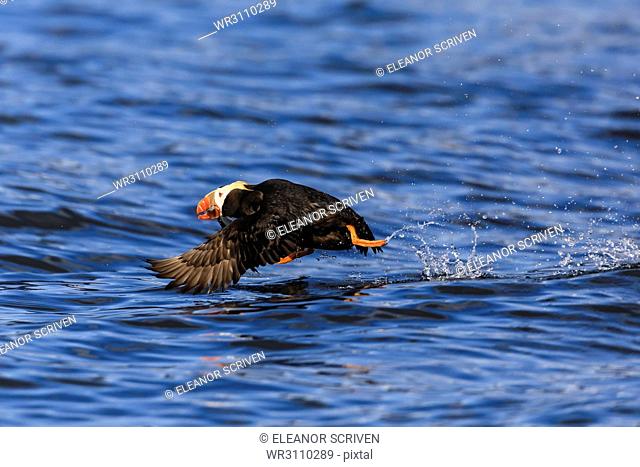 Tufted puffin (Fratercula cirrhata) in flight over the sea, with catch, Sitka Sound, Sitka, Southeast Alaska, United States of America, North America
