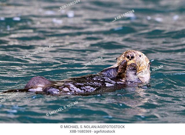 Adult female sea otter Enhydra lutris kenyoni eating urchins she has gathered off the sea floor in Inian Pass, Southeastern Alaska, USA, Pacific Ocean