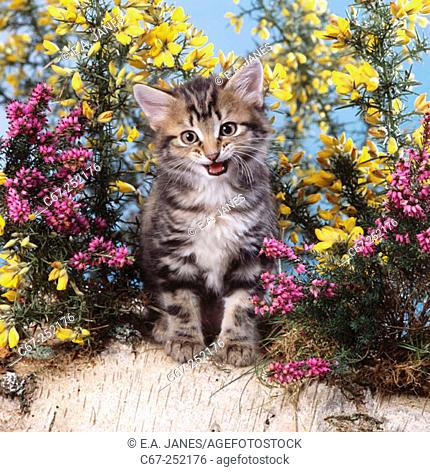 Tabbt kittens with flowers