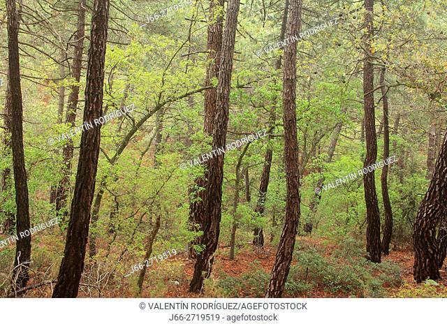 Pine (Pinus pinaster) and oak (Quercus faginea) forest in Pina de Montalgrao. Alto Palancia region. Castellón