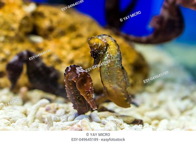 two northern seahorses together, tropical aquarium pets from the atlantic ocean, vulnerable animal specie
