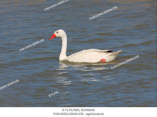 Coscoroba Swan Coscoroba coscoroba adult, swimming on river, Buenos Aires Province, Argentina, january