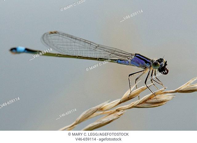 Blue-tailed damselfly chomps down on freshly caught prey