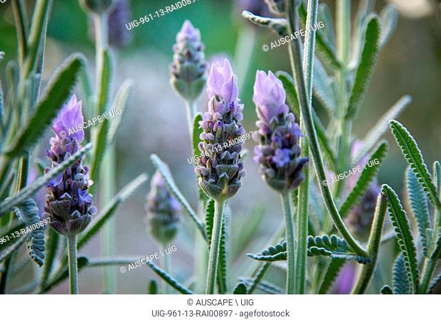 French or Spanish lavender , Lavandula stoechas, used commercially in insecticides and air fresheners. Brisbane, Queensland, Australia