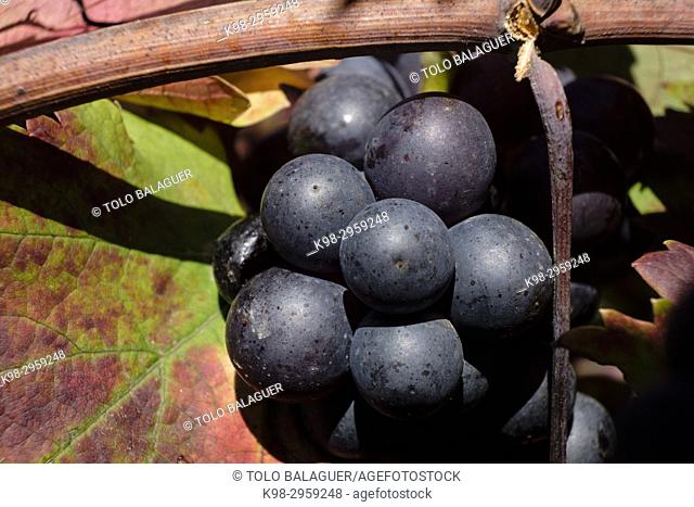 Callet grapes, viña des pou de Sa Carrera (vineyards), Celler Mesquida-Mora, Porreres, Mallorca, Balearic islands, Spain