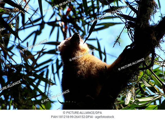 27 August 2018, Madagascar, -: in Lemur of the species Rotstirnmaki (Eulemur rufifrons) sits in a tree in the Ranomafana National Park in southeast Madagascar