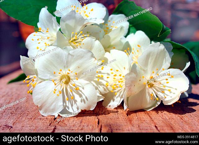 white flowers of jasmine on the wooden background