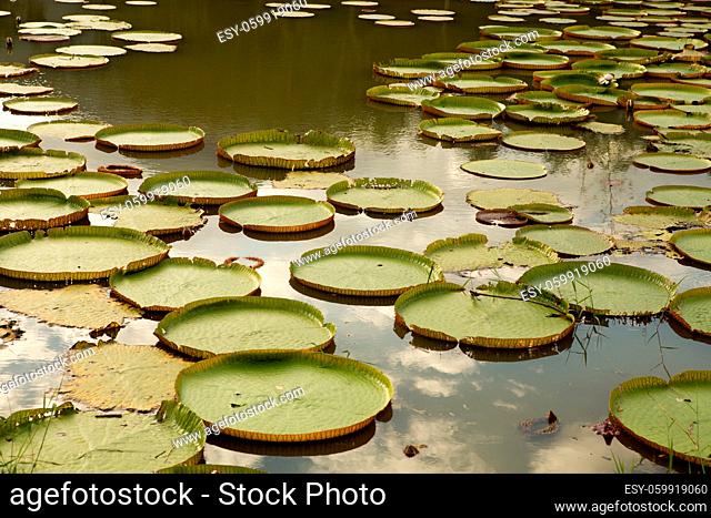 The giant green leaves of Victoria Lilies in the pond