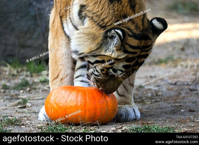 RUSSIA, NOVOSIBIRSK - OCTOBER 29, 2023: A Siberian tiger eats a meat stuffed pumpkin at Novosibirsk Zoo. Kirill Kukhmar/TASS