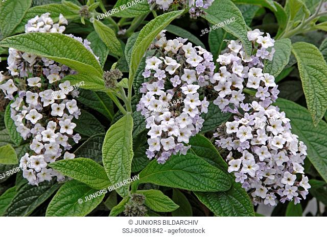 DEU, 2007: Cherry Pie, Garden Heliotrope (Heliotropium arborescens, Heliotropium peruvianum), variety: Scentropia Silver, flowering