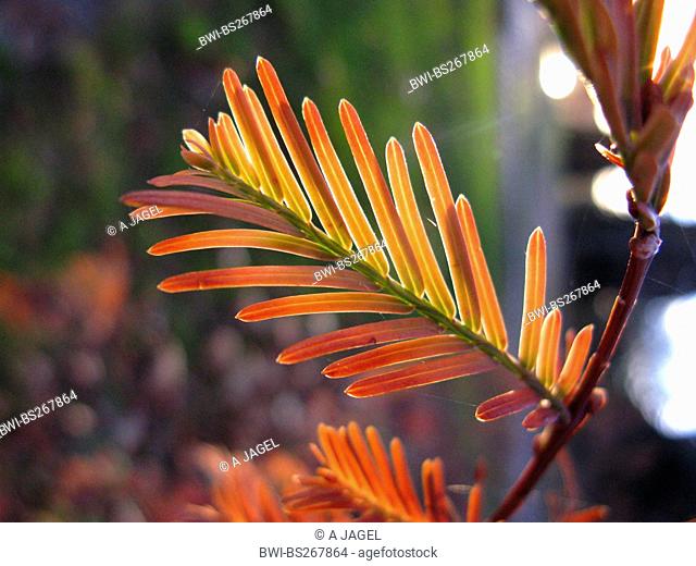 dawn redwood Metasequoia glyptostroboides, short shoot in autumn