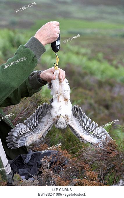 hen harrier Circus cyaneus, ornithologist ringing, weighing and measuring chicks at the nest, United Kingdom, Scotland, Sutherland