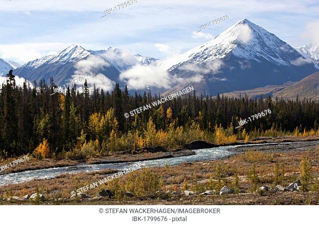 Quill Creek, Indian summer, leaves in fall colours, autumn, St. Elias Mountains, Kluane National Park and Reserve behind, Yukon Territory, Canada