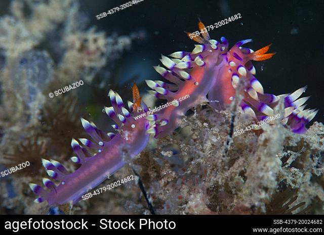 Three nudibranchs, Flabellina exoptata, facing each other interacting with courtship behaviour, Taliabu Island, Sula Islands, Indonesia