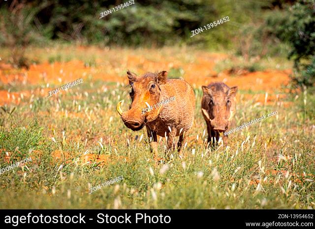 Warzenschweine (Phacochoerus africanus) in Namibia