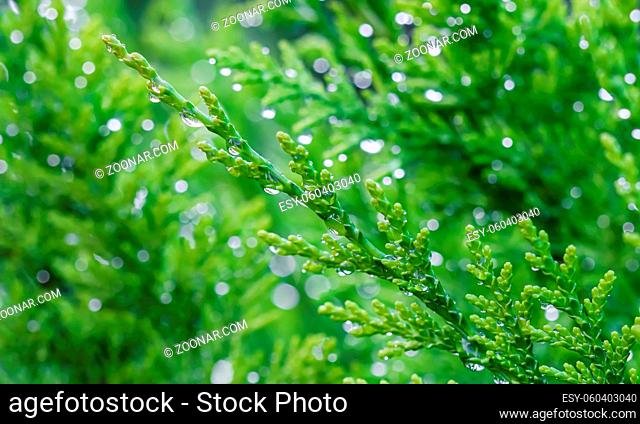Closeup green leaves of evergreen coniferous tree Lawson Cypress or Chamaecyparis lawsoniana after the rain. Extreme bokeh with light reflection