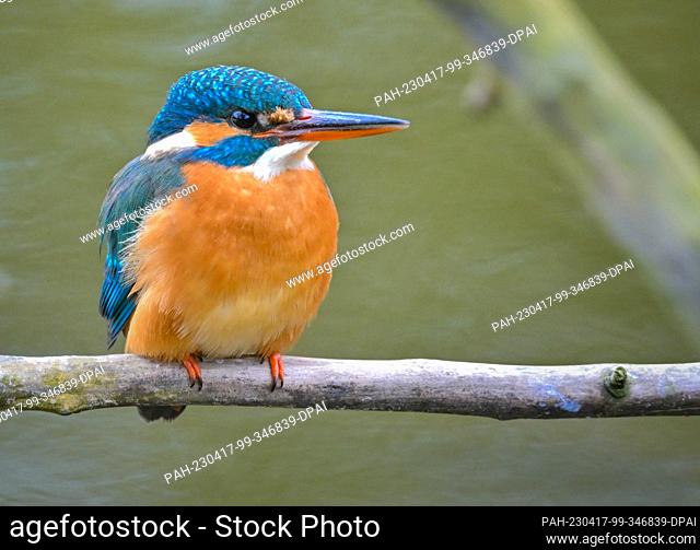 06 April 2023, Brandenburg, Kersdorf: A kingfisher (Alcedo atthis) sits on a branch on the bank of the Spree River. The kingfisher is probably one of the most...