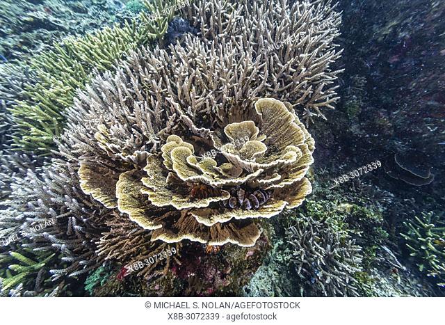Profusion of hard and soft corals on Tengah Kecil Island, Komodo National Park, Flores Sea, Indonesia