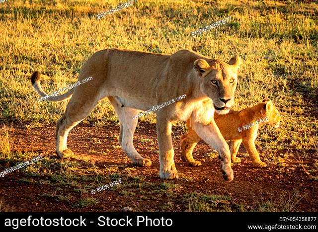 Lioness walks on gravel track with cub